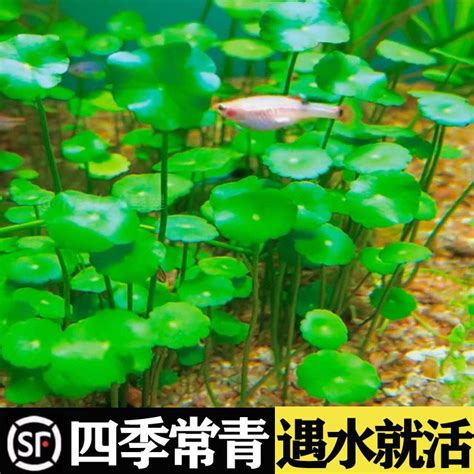 錢幣草魚缸|【錢幣草魚缸】錢幣草打造綠意盎然魚缸！光照關鍵揭曉